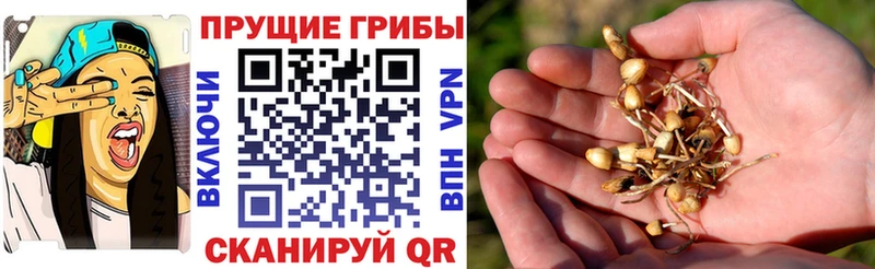 Купить  Тюкалинск  Псилоцибиновые грибы ЛСД